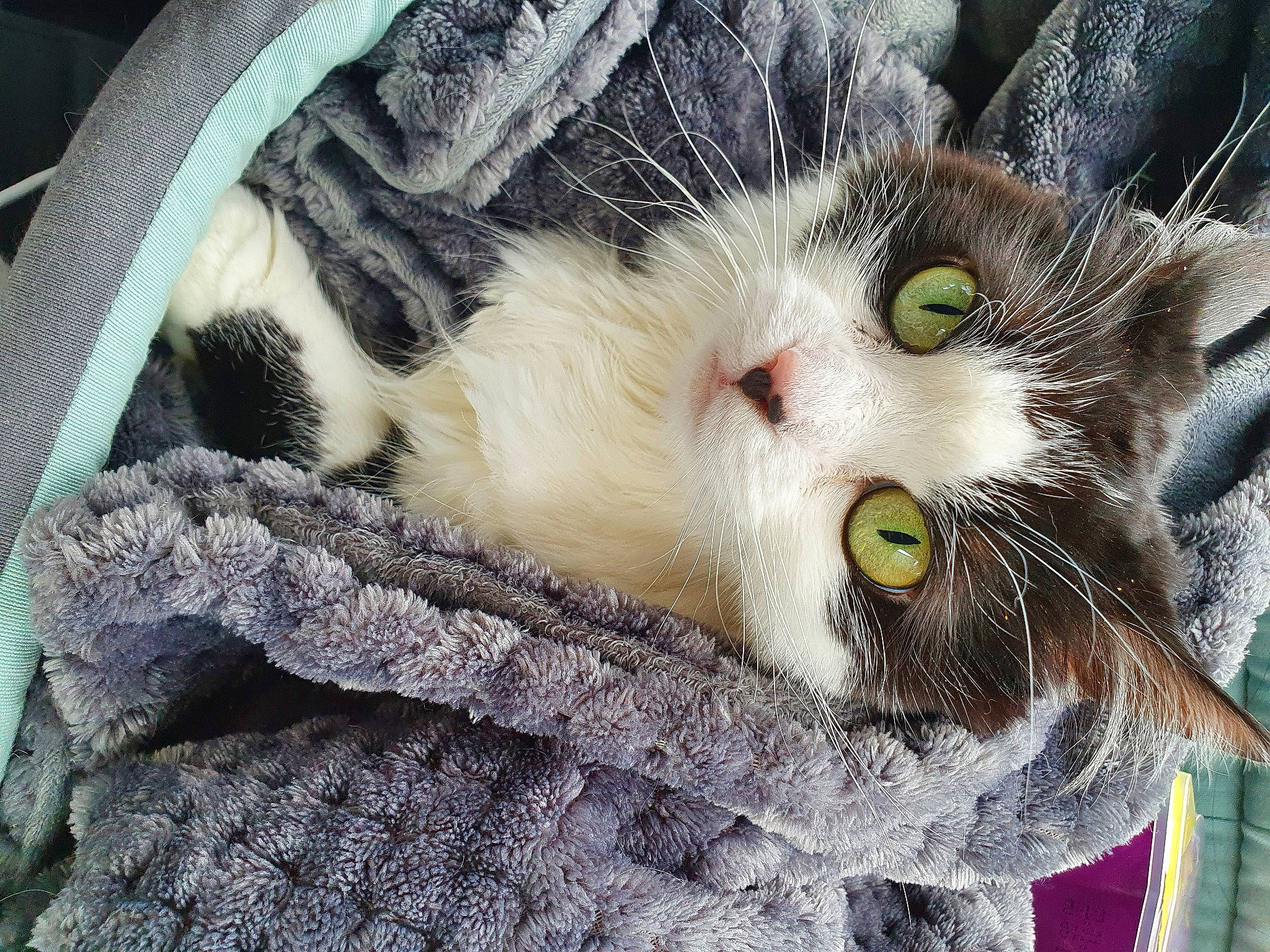 Attila a rejoint le concours — aidez-le/la à gagner de superbes lots ! carnivore, cat, claw, close_up, comfort, domestic_short_haired_cat, felidae, fur, grass, paw, plant, small_to_medium_sized_cats, snout, tail, tree, whiskers