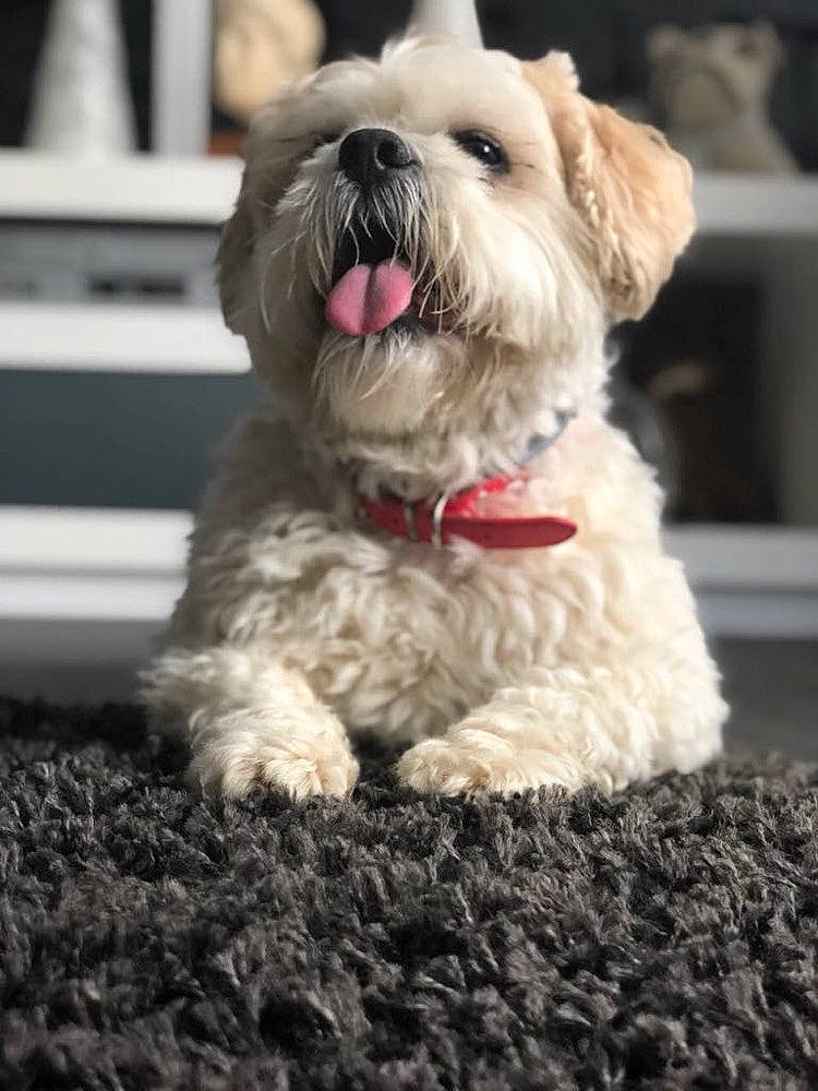 Aldo participe au concours pour gagner de l'argent avec cette photo : bolonka, canidae, carnivore, companion_dog, dog, dog_breed, havanese, lhasa_apso, maltepoo, maltese, mammal, morkie, puppy, schnoodle, shih_poo, shih_tzu, snout, sporting_lucas_terrier, terrier, vertebrate