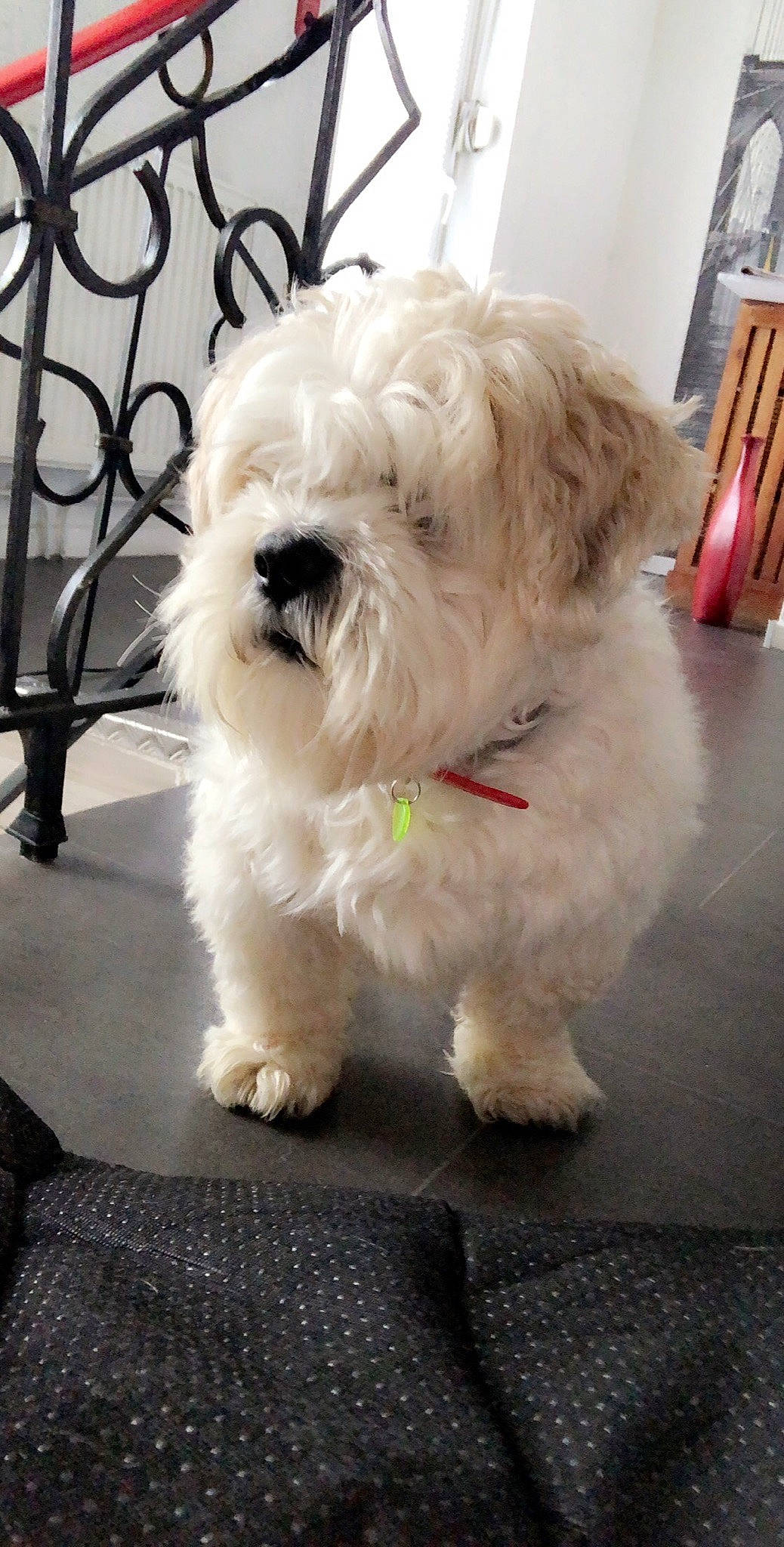 Aldo a rejoint le concours — aidez-le/la à gagner de superbes lots ! bolognese, bolonka, canidae, carnivore, companion_dog, coton_de_tulear, dog, dog_breed, havanese, kyi_leo, lowchen, maltepoo, maltese, mammal, puppy, shih_tzu, terrier, tibetan_terrier, vertebrate, west_highland_white_terrier