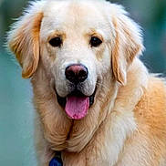 Paddington participe au concours pour gagner de l'argent avec cette photo : golden_retriever, dog, pet, tongue_out, collar, fur, close_up, portrait, friendly, playful, ears, nose, eyes, animal, mammal, outdoors, background_blur, smiling, companion, fluffy