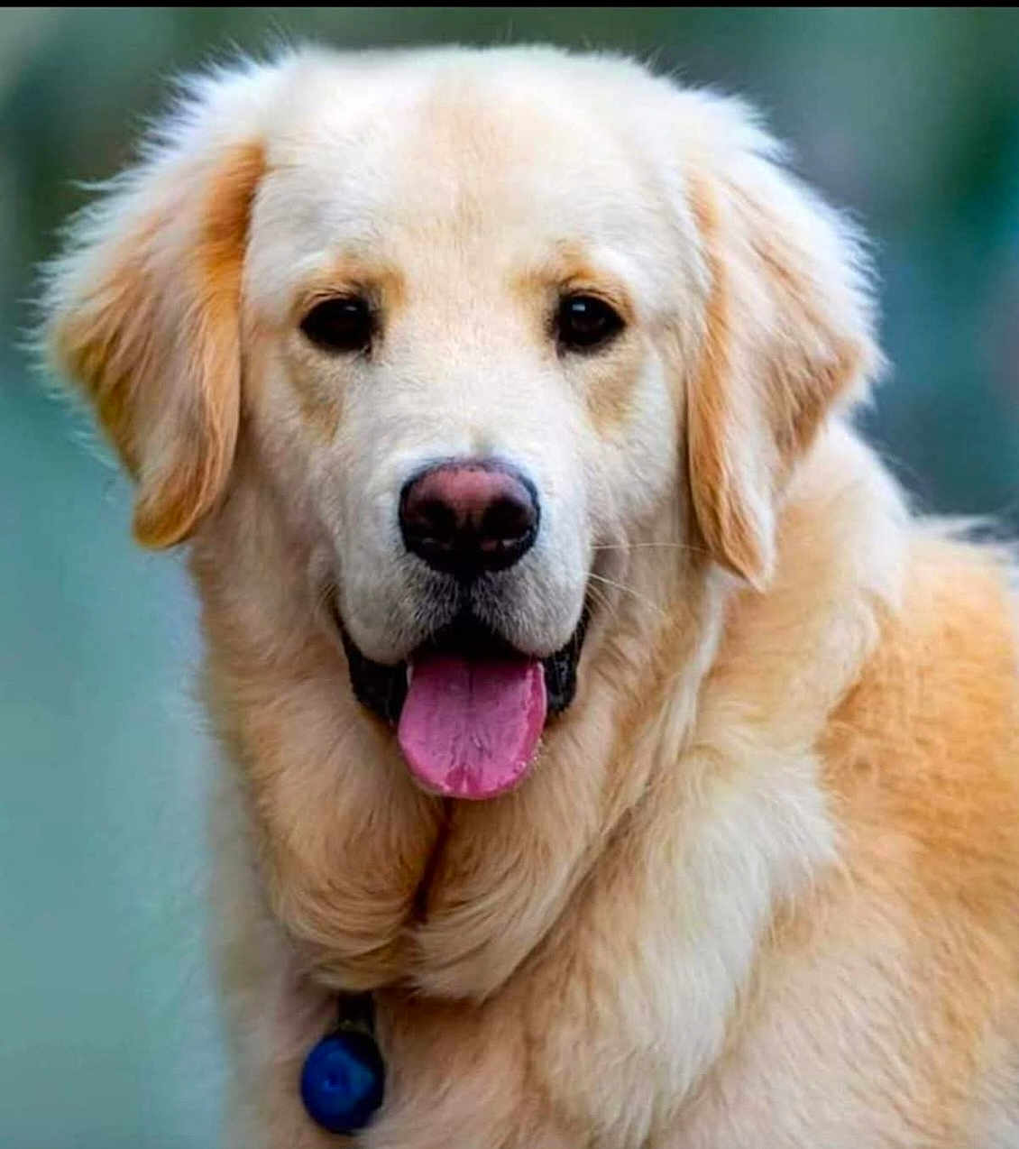 Paddington participe au concours pour gagner de l'argent avec cette photo : golden_retriever, dog, pet, tongue_out, collar, fur, close_up, portrait, friendly, playful, ears, nose, eyes, animal, mammal, outdoors, background_blur, smiling, companion, fluffy