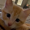 Vezpa is registered to the contest to win money with this photo: animal, bed, blanket, cat, close_up, curious, cute, ears, eyes, face, furry, home, indoors, kitten, nose, orange_and_white, pet, portrait, soft_lighting, whiskers
