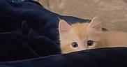 Vezpa is registered to the contest to win money with this photo: animal, bed, bedroom, blanket, cat, cozy, curious, cute, dresser, ears, eyes, face, fluffy, fur, indoors, kitten, orange_cat, peeking, pet, portrait