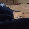 cat, kitten, orange_cat, pet, animal, face, eyes, ears, peeking, cute, fluffy, fur, bed, blanket, bedroom, dresser, indoors, portrait, cozy, curious
