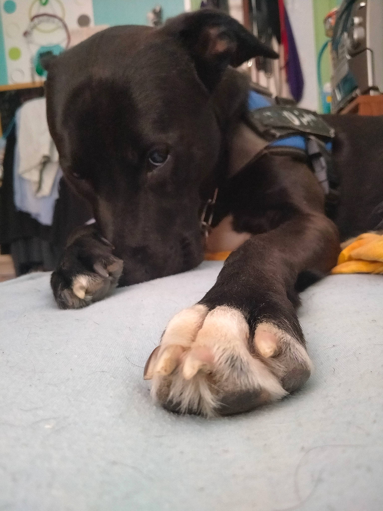 Samy participe au concours pour gagner de l'argent avec cette photo : canidae, carnivore, comfort, companion_dog, dog, dog_breed, dog_supply, fawn, fur, guard_dog, liver, nap, non_sporting_group, paw, puppy, snout, sporting_group, tail, whiskers, working_animal