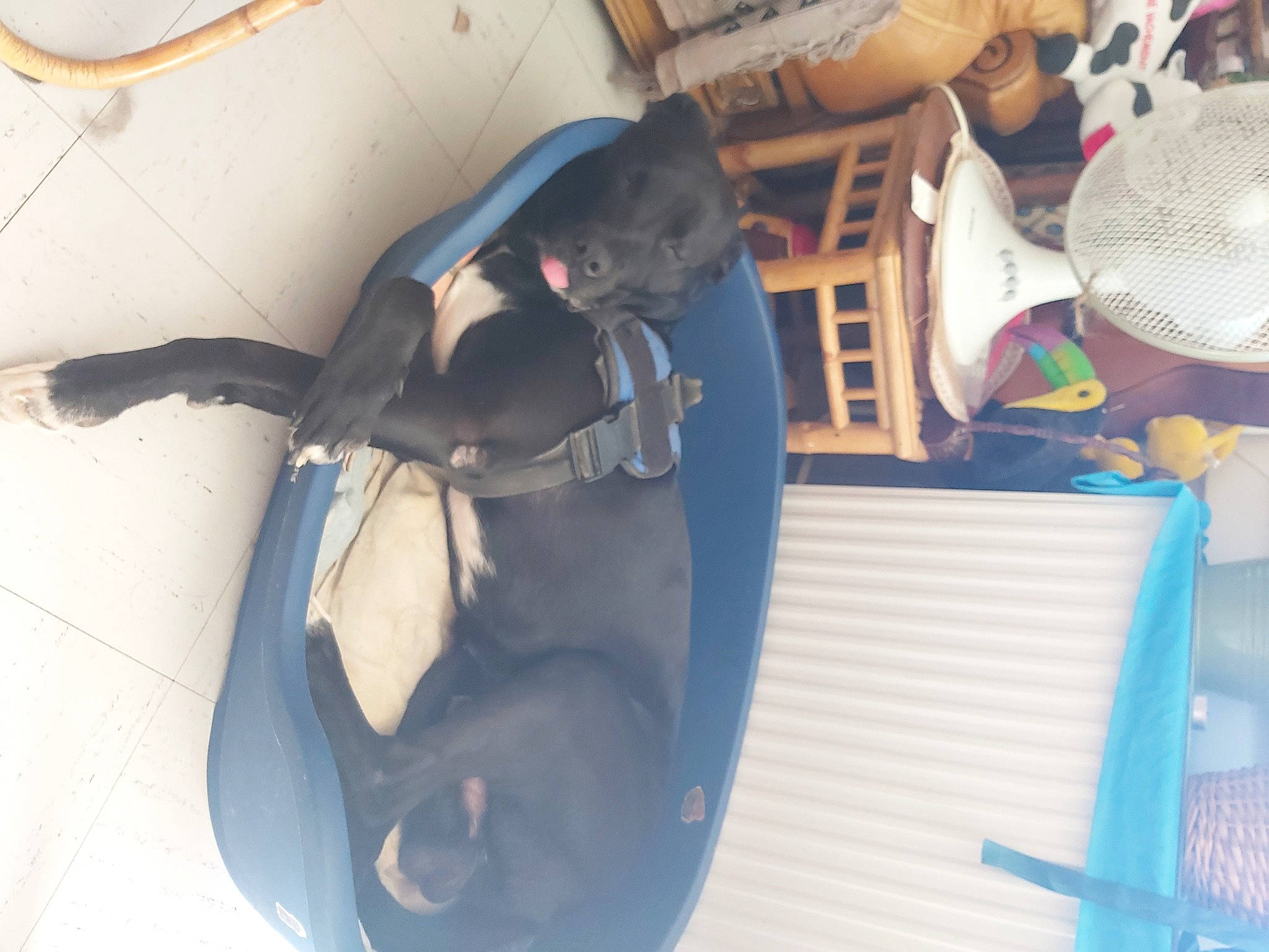 Samy a rejoint le concours — aidez-le/la à gagner de superbes lots ! comfort, dog_breed, electric_blue, eyewear, fashion_accessory, fedora, flooring, foot, fun, hat, knee, personal_protective_equipment, plastic, sun_hat, sunglasses, tail, thigh, toy, walking_shoe, wood