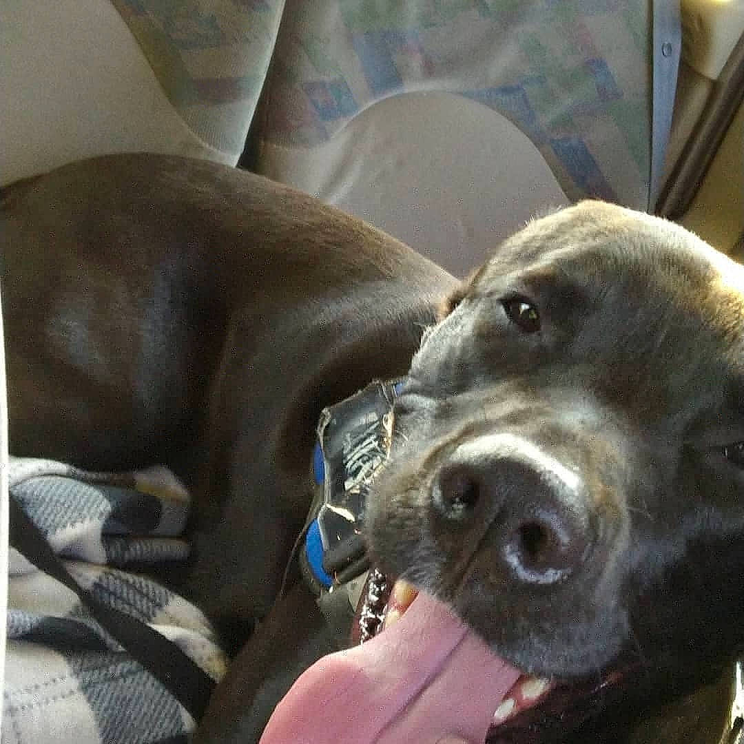 Samy a rejoint le concours — aidez-le/la à gagner de superbes lots ! canidae, carnivore, comfort, companion_dog, dog, dog_breed, ear, fur, liver, metal, selfie, snout, sporting_group, whiskers, working_animal