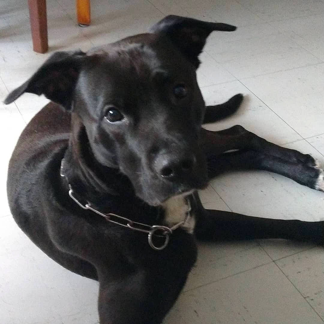 Samy participe au concours pour gagner de l'argent avec cette photo : borador, carnivore, collar, companion_dog, dog, dog_breed, dog_collar, ear, eye, fashion_accessory, fawn, flooring, leash, liver, pet_supply, snout, sporting_group, toy_dog, whiskers, working_animal