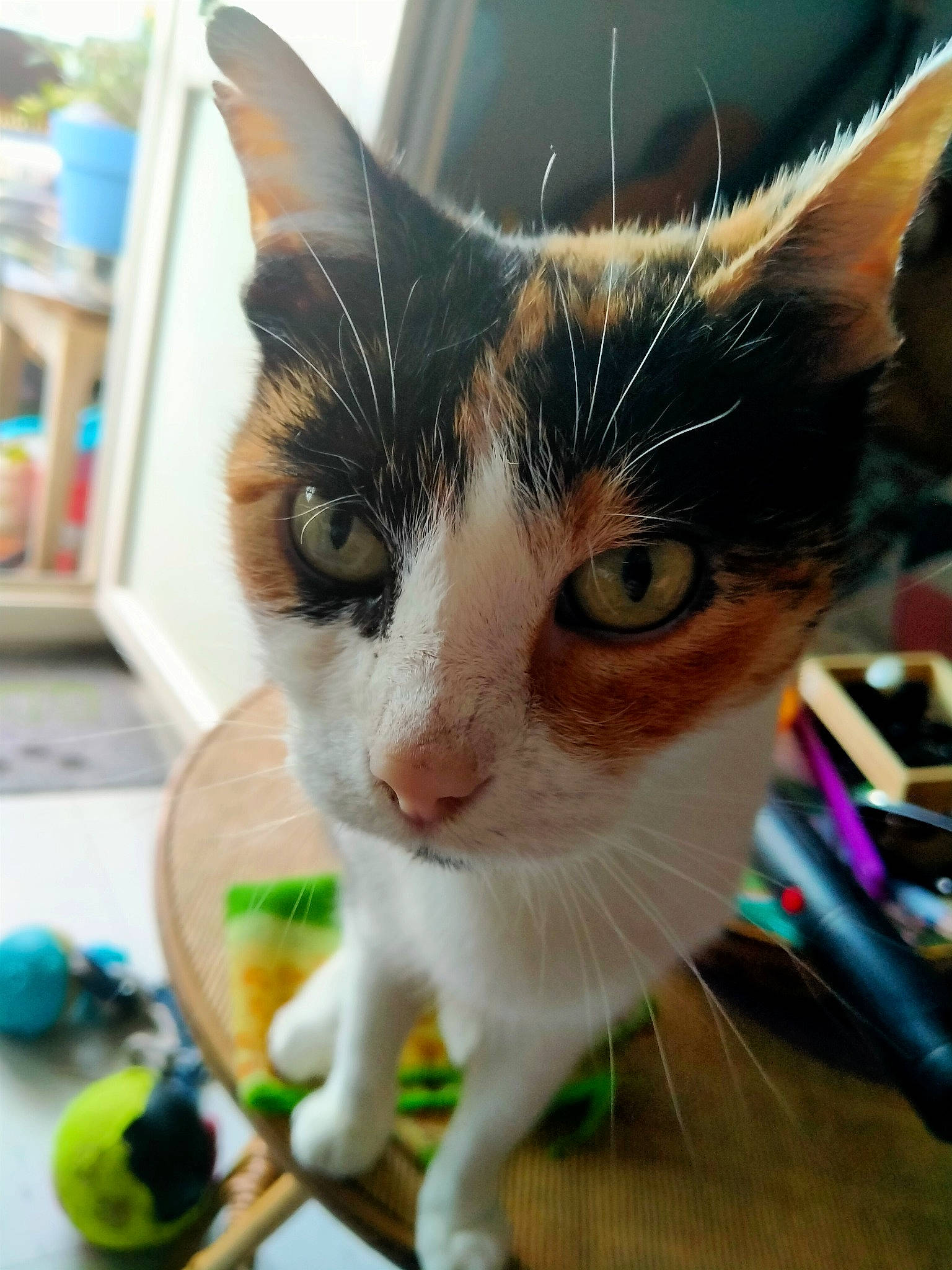 Chipie participe au concours pour gagner de l'argent avec cette photo : banana, bookcase, carnivore, cat, claw, collar, domestic_short_haired_cat, fawn, felidae, fruit, fur, leg, paw, shelf, small_to_medium_sized_cats, snout, tail, toy, whiskers, window