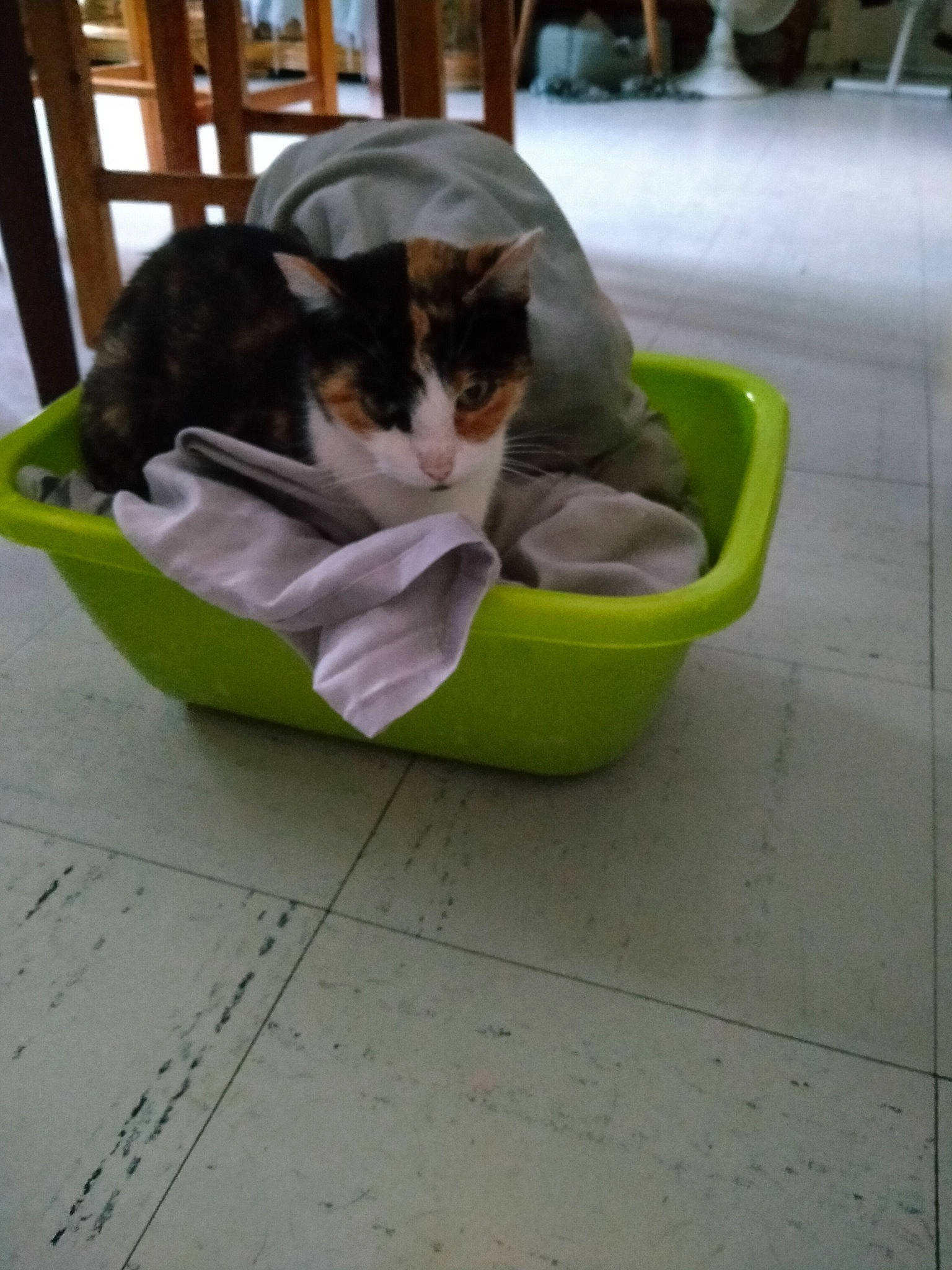 Chipie participe au concours pour gagner de l'argent avec cette photo : canidae, carnivore, cat, cat_supply, comfort, companion_dog, dog_breed, domestic_short_haired_cat, felidae, flooring, fur, grass, hardwood, pet_supply, recreation, sitting, small_to_medium_sized_cats, tail, whiskers, wood