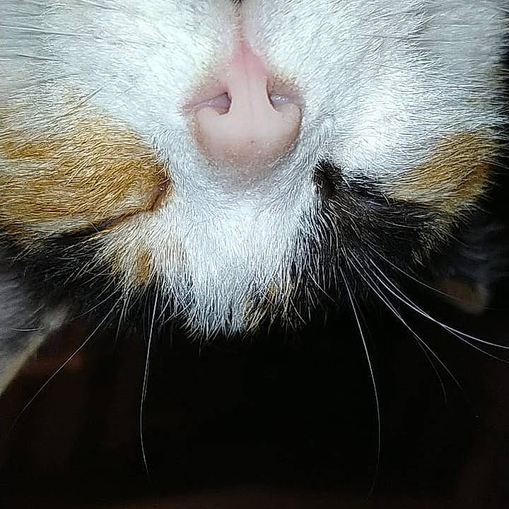 Chipie a rejoint le concours — aidez-le/la à gagner de superbes lots ! animal_product, carnivore, cat, close_up, domestic_short_haired_cat, felidae, fur, natural_material, no_expression, paw, small_to_medium_sized_cats, snout, tail, terrestrial_animal, whiskers, wildlife