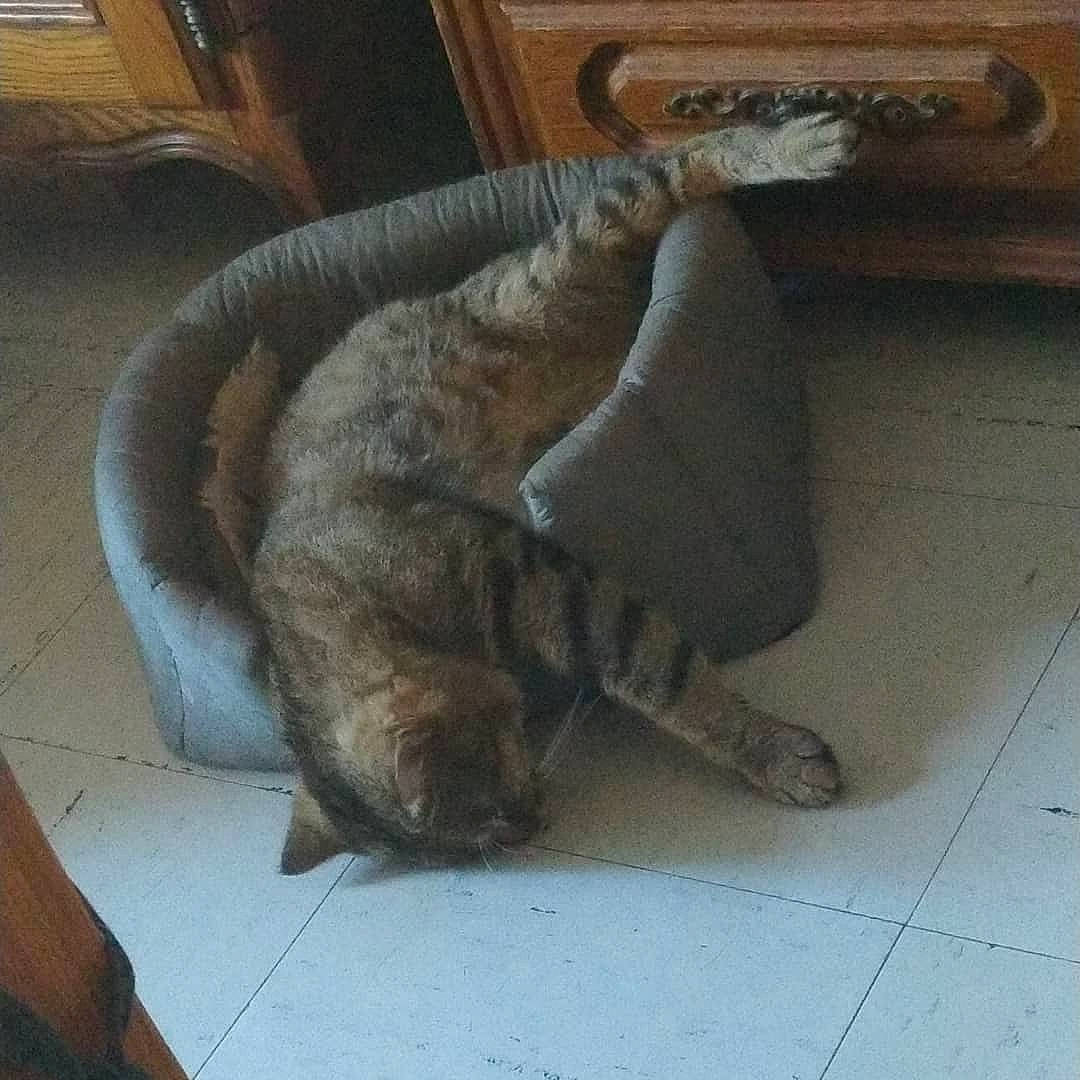 Minouche participe au concours pour gagner de l'argent avec cette photo : canidae, carnivore, cat, claw, comfort, dog_breed, fawn, felidae, floor, flooring, fur, hardwood, picture_frame, small_to_medium_sized_cats, snout, sporting_group, tail, terrestrial_animal, whiskers, wood