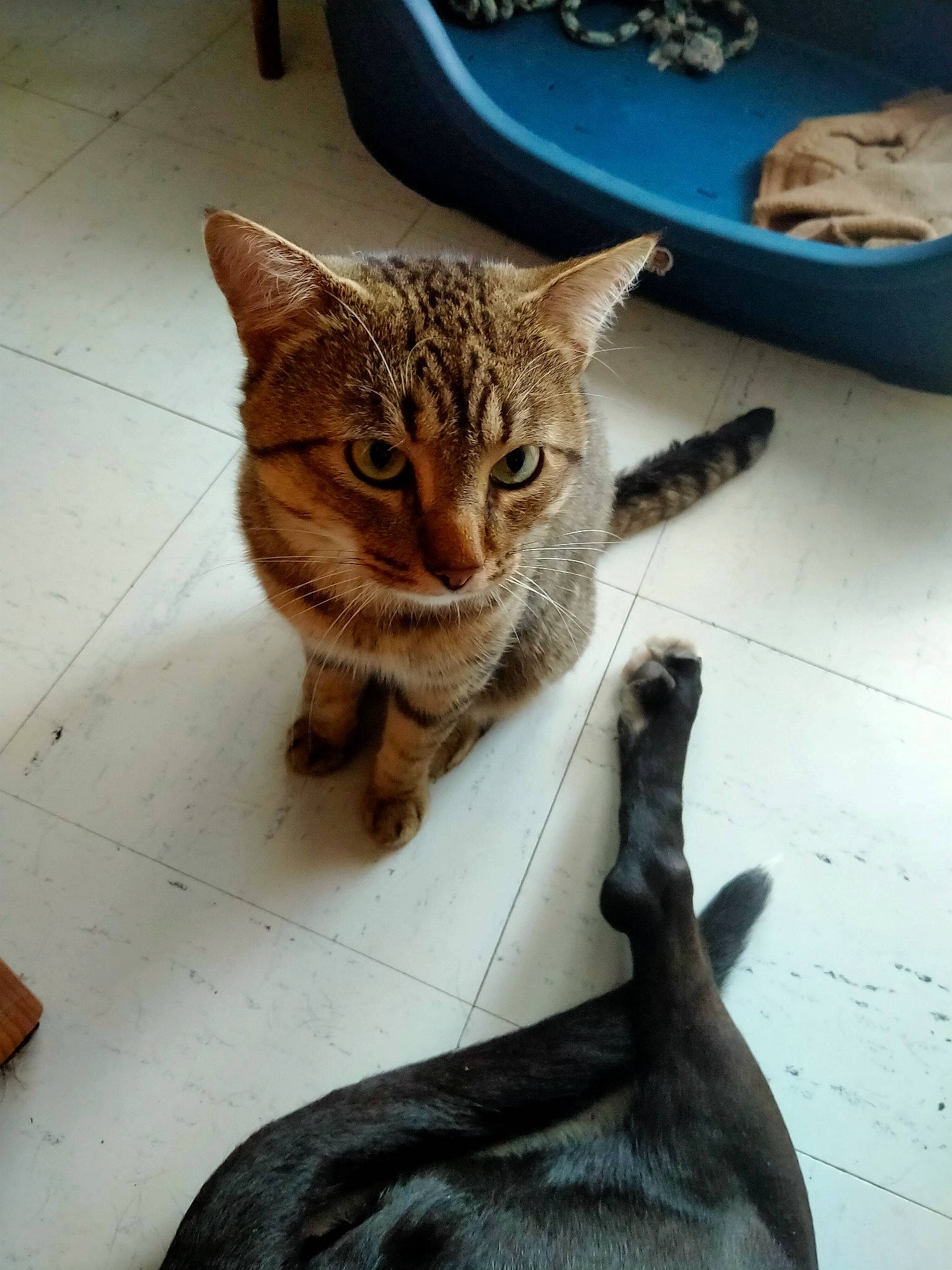 Minouche a rejoint le concours — aidez-le/la à gagner de superbes lots ! carnivore, cat, dishware, domestic_short_haired_cat, fawn, felidae, fur, mammal, paw, plate, platter, porcelain, serveware, small_to_medium_sized_cats, snout, tableware, tail, terrestrial_animal, vertebrate, whiskers