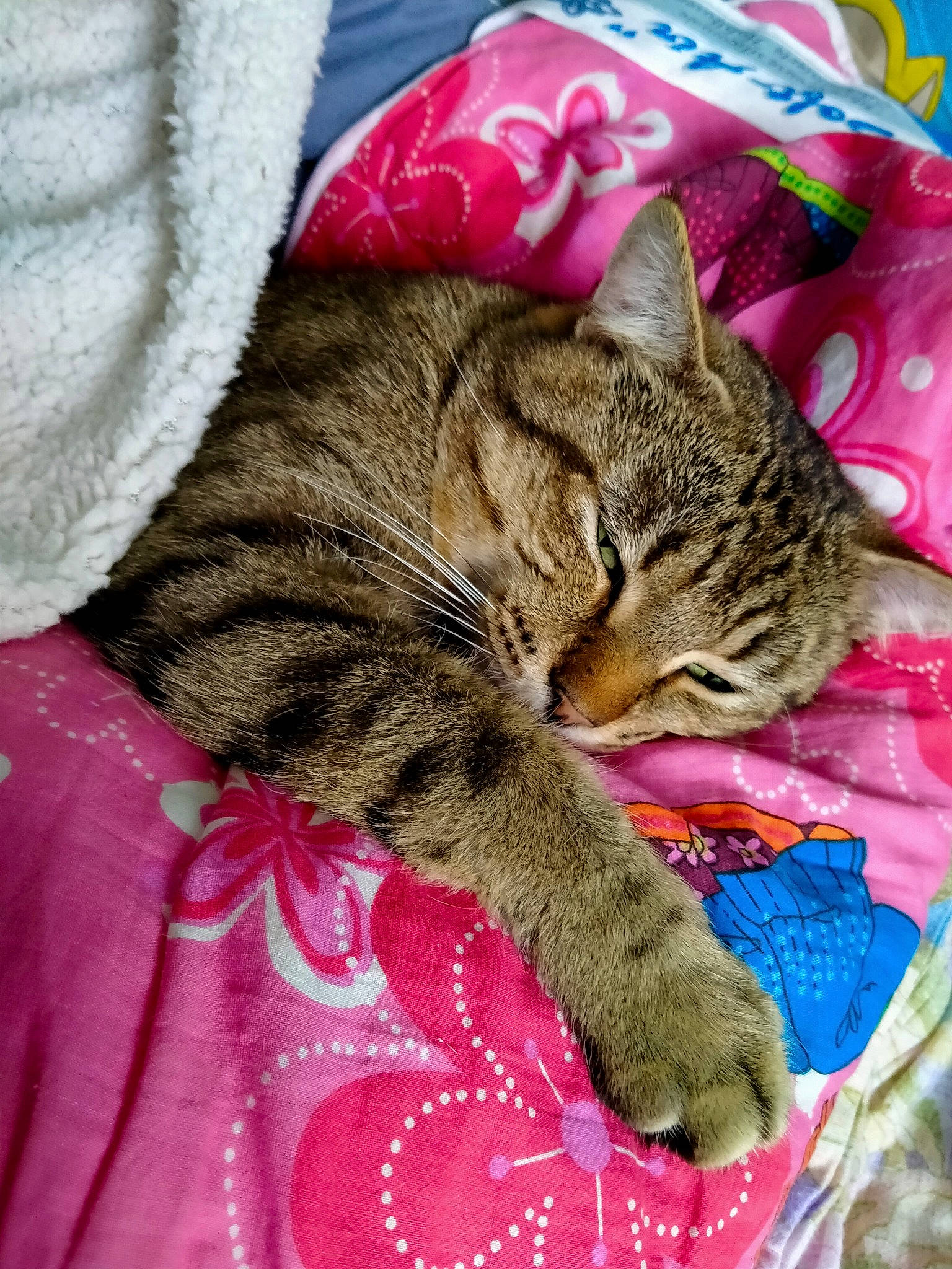 Minouche participe au concours pour gagner de l'argent avec cette photo : carnivore, cat, cat_supply, claw, comfort, domestic_short_haired_cat, felidae, fur, linens, magenta, nap, pattern, paw, pink, sleep, sleeve, small_to_medium_sized_cats, snout, textile, whiskers