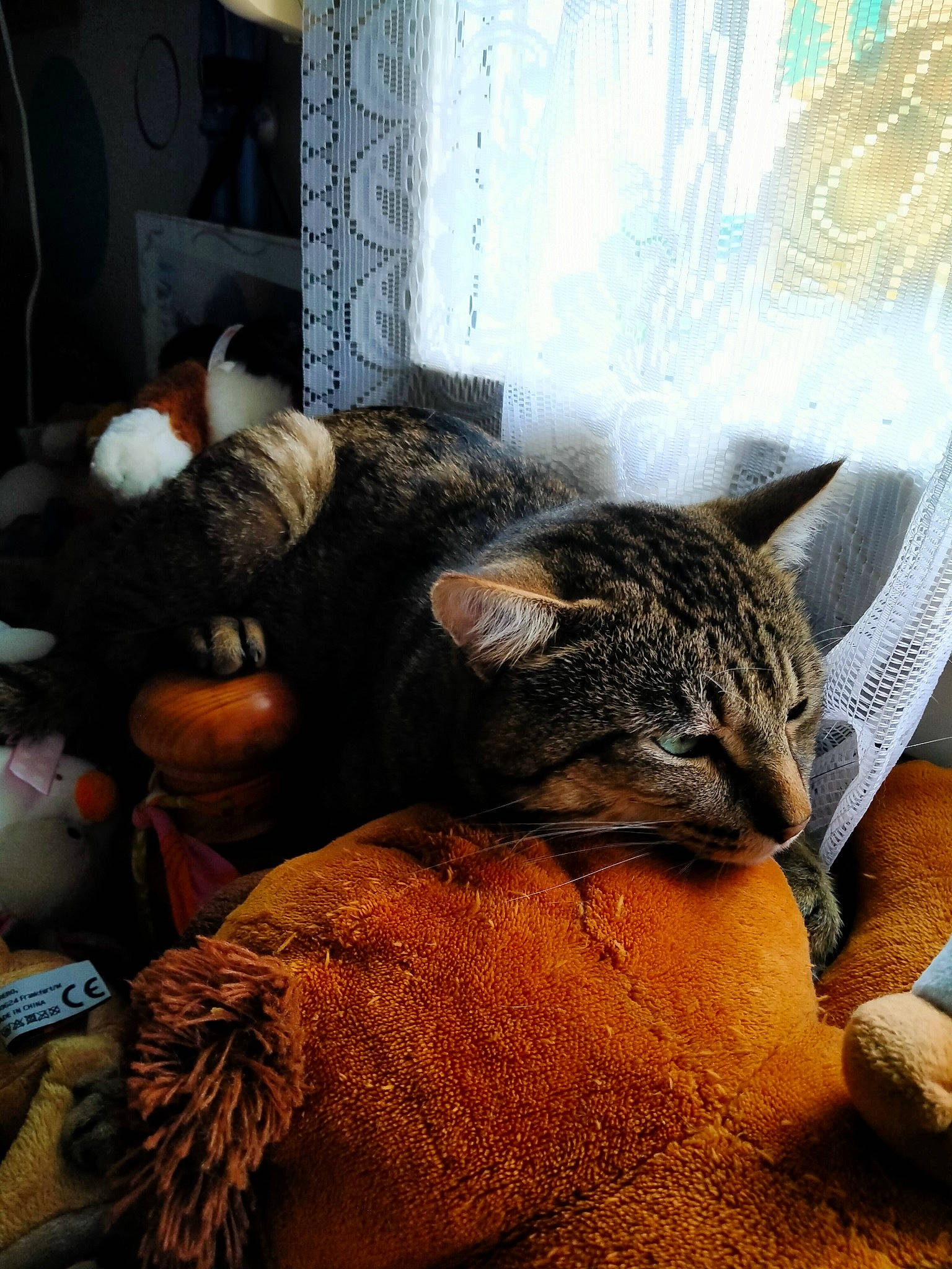 Minouche a rejoint le concours — aidez-le/la à gagner de superbes lots ! canidae, carnivore, cat, claw, comfort, curtain, domestic_short_haired_cat, felidae, fur, linens, nap, picture_frame, room, small_to_medium_sized_cats, tail, terrestrial_animal, tree, whiskers