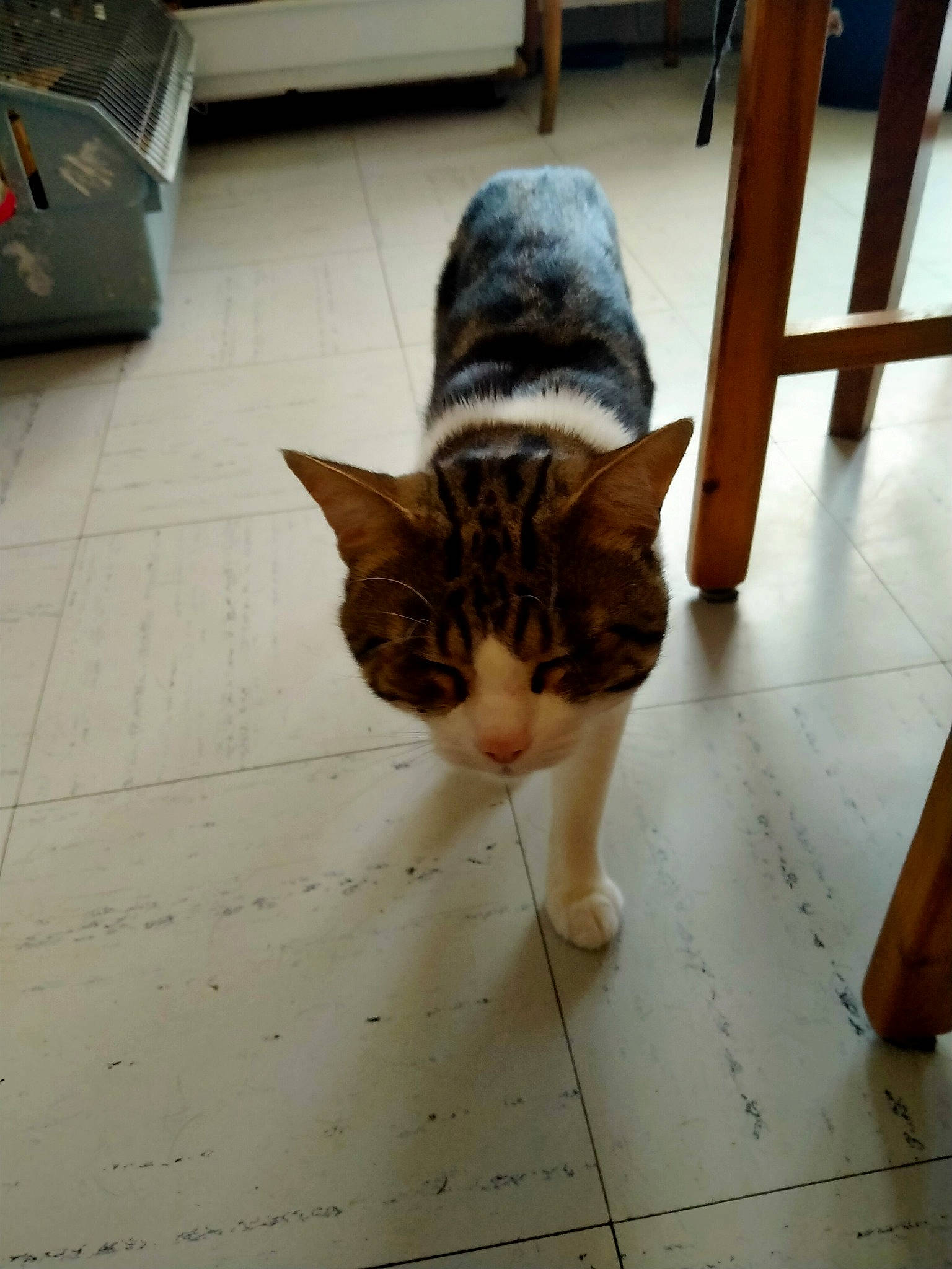 Moustache participe au concours pour gagner de l'argent avec cette photo : carnivore, cat, domestic_short_haired_cat, fawn, felidae, floor, flooring, fur, hardwood, human_leg, pattern, paw, small_to_medium_sized_cats, snout, tail, terrestrial_animal, tile, whiskers, wood, wood_flooring