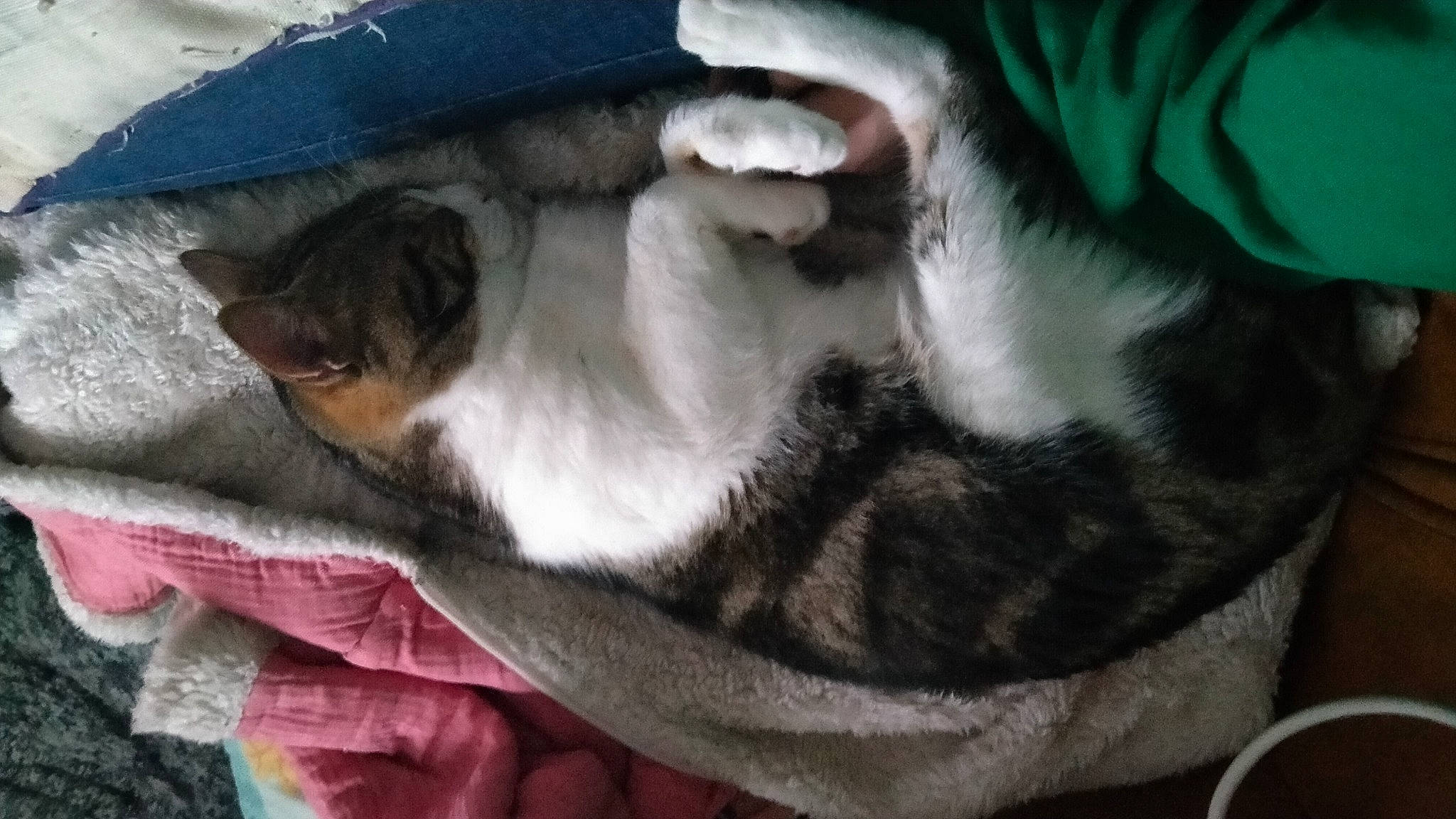 Moustache a rejoint le concours — aidez-le/la à gagner de superbes lots ! canidae, carnivore, comfort, companion_dog, dog, dog_breed, domestic_short_haired_cat, ear, fawn, felidae, fur, grey, nap, paw, sleep, small_to_medium_sized_cats, snout, sporting_group, tail, whiskers