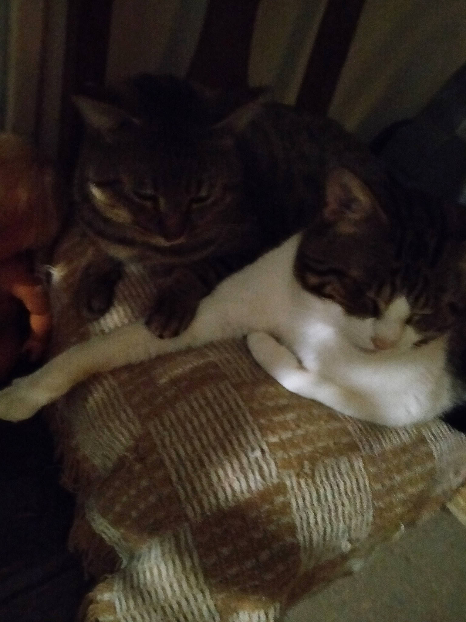 Moustache a rejoint le concours — aidez-le/la à gagner de superbes lots ! black_cat, carnivore, cat, claw, comfort, domestic_short_haired_cat, felidae, flooring, fur, lap, linens, monochrome_photography, paw, pet_supply, sitting, small_to_medium_sized_cats, snout, tail, whiskers, wood