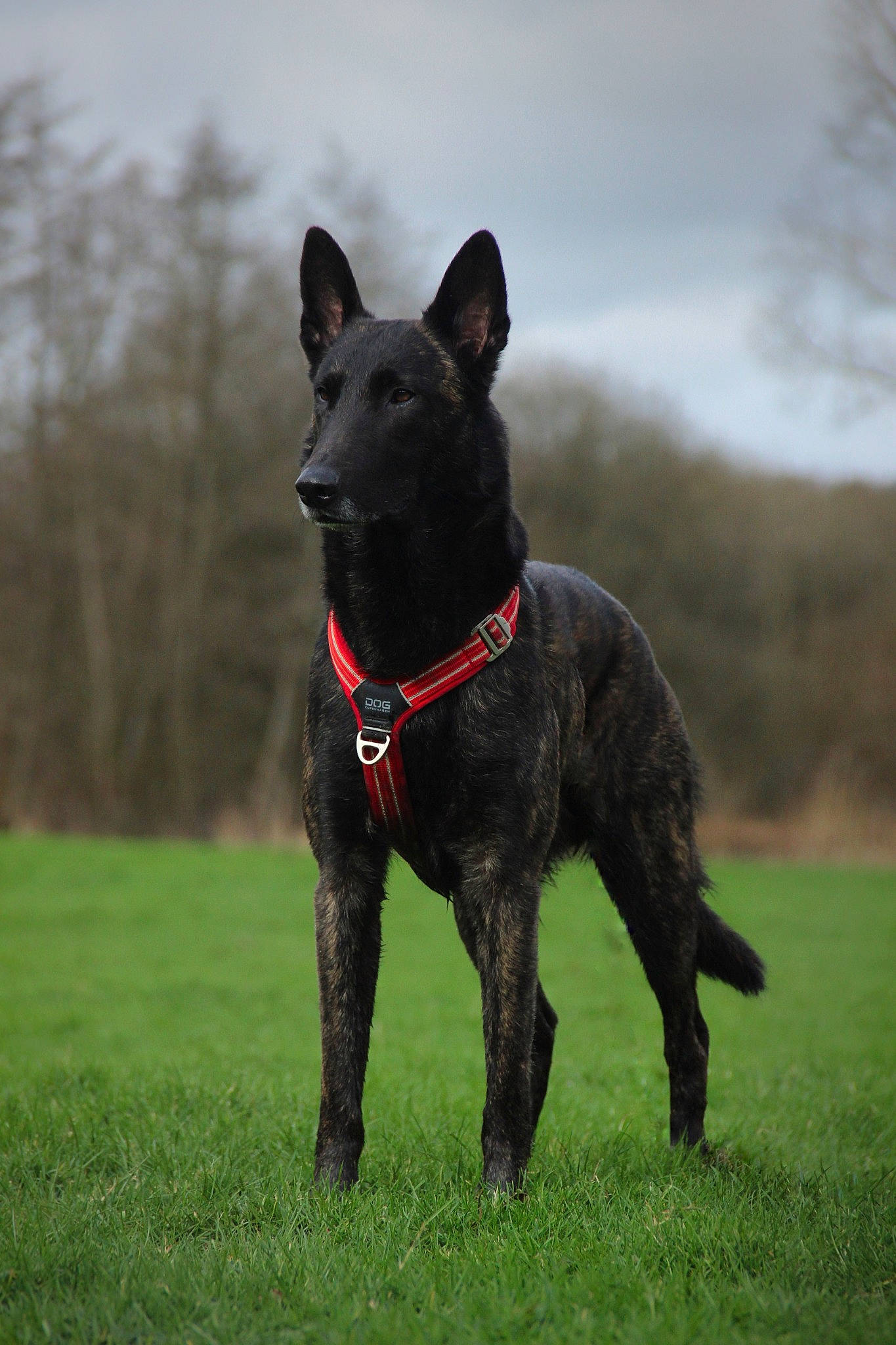 Arès participe au concours pour gagner de l'argent avec cette photo : canidae, carnivore, collar, companion_dog, dog, dog_breed, dog_collar, dog_supply, grass, grassland, liver, non_sporting_group, pet_supply, sky, sporting_group, tail, terrestrial_animal, tree, working_animal, working_dog