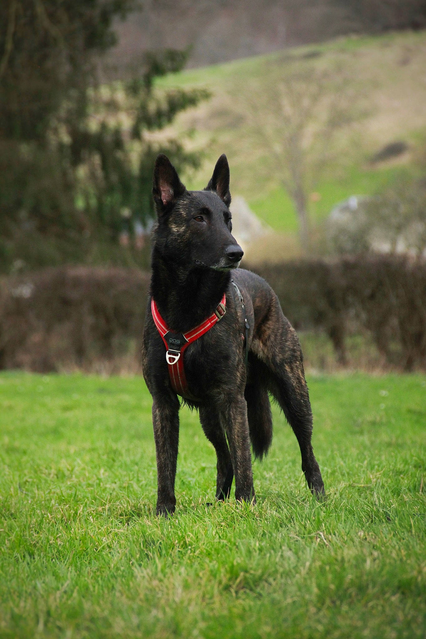 Arès participe au concours pour gagner de l'argent avec cette photo : animal_sports, canidae, carnivore, companion_dog, dog, dog_breed, dog_sports, dog_supply, grass, grassland, guard_dog, non_sporting_group, pasture, plant, snout, sporting_group, tail, terrestrial_animal, working_animal, working_dog