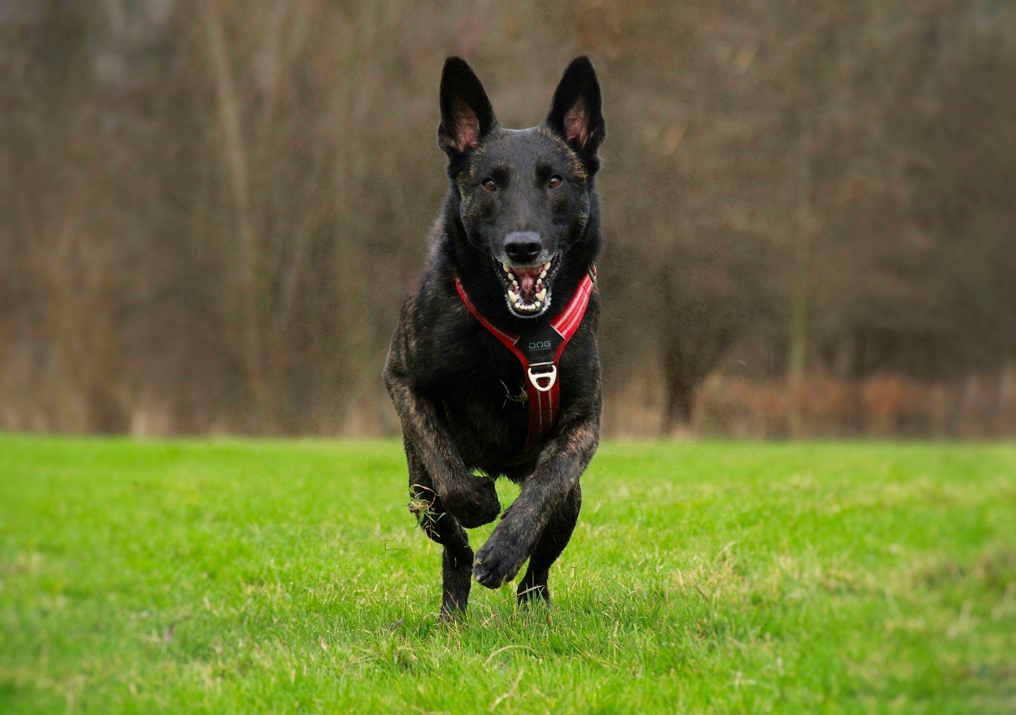 Arès participe au concours pour gagner de l'argent avec cette photo : canidae, carnivore, companion_dog, dog, dog_breed, dog_sports, grass, grassland, guard_dog, hunting_dog, non_sporting_group, plant, snout, sporting_group, tail, terrestrial_animal, tree, wildlife, working_animal, working_dog