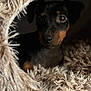dog, puppy, animal, pet, cozy, fur, fluffy, cute, indoor, closeup, brown, black, snout, eyes, portrait, cave, soft, texture, warm, resting