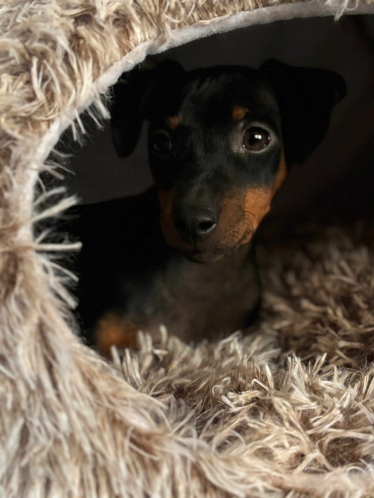 Isaak a rejoint le concours — aidez-le/la à gagner de superbes lots ! dog, puppy, animal, pet, cozy, fur, fluffy, cute, indoor, closeup, brown, black, snout, eyes, portrait, cave, soft, texture, warm, resting
