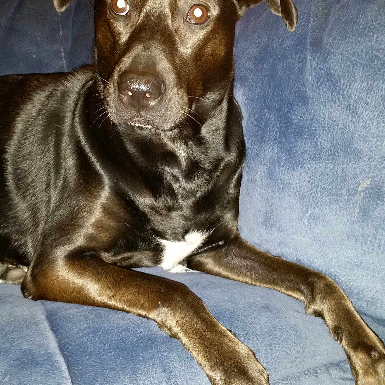 Elsa joined the competition — help win amazing prizes! animal, architecture, armchair, boxer, building, bulldog, canine, chair, couch, cushion, dog, furniture, greatdane, homedecor, hound, labradorretriever, pet, pitbull, pointer, puppy