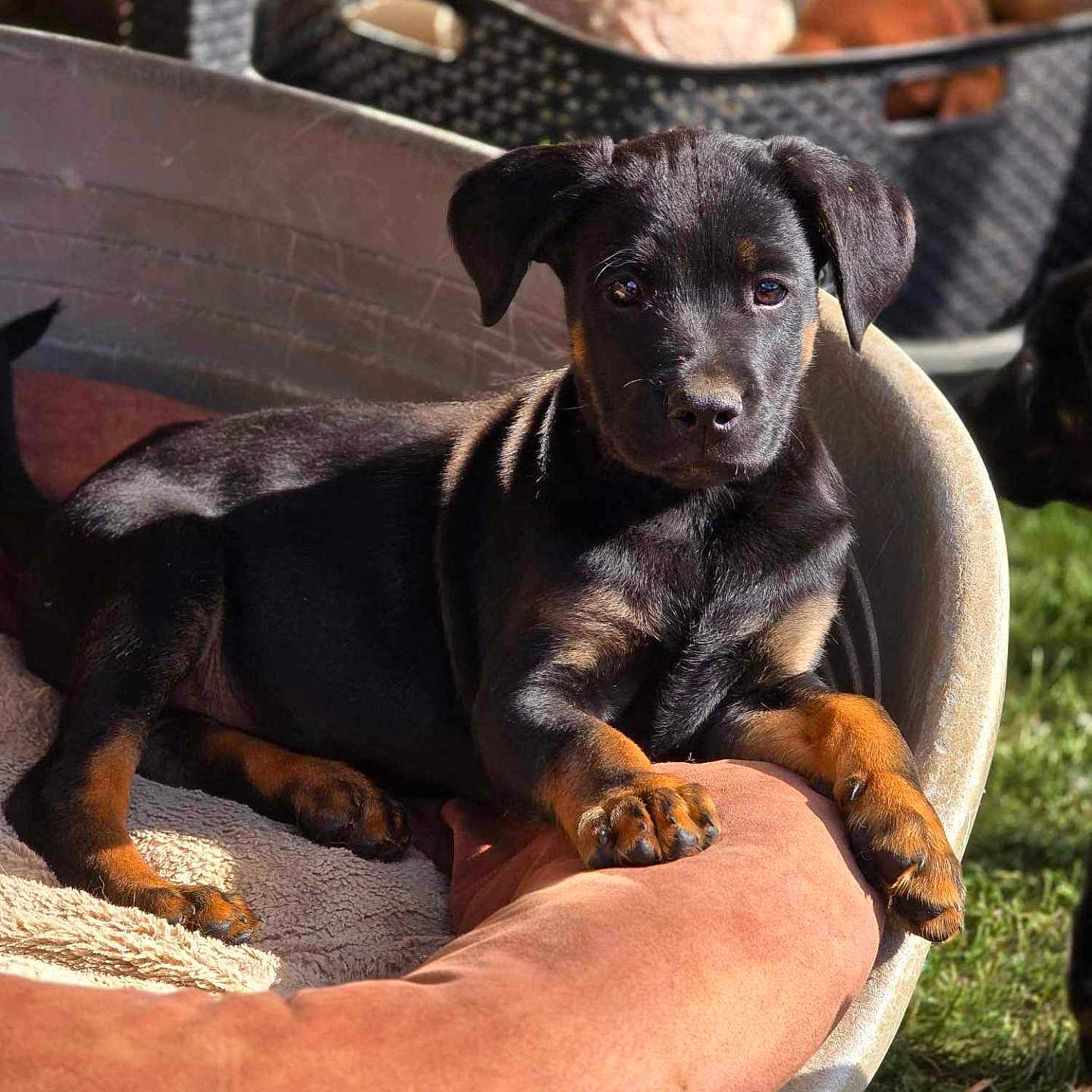 Arès a rejoint le concours — aidez-le/la à gagner de superbes lots ! animal, ball, canine, chihuahua, couch, cushion, dog, dogbed, furniture, homedecor, hound, labradorretriever, person, pet, puppy, sleeping, snout, sport, tennis, tennisball