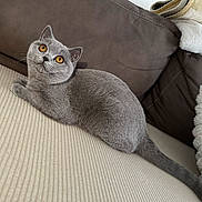 Nala participe au concours pour gagner de l'argent avec cette photo : amber_eyes, animal, blanket, cat, couch, cozy, cushion, domestic_animal, feline, fur, gray_cat, home_interior, indoor, looking_up, pet, relaxed, resting, sofa, soft_texture, whiskers
