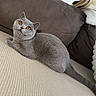 amber_eyes, animal, blanket, cat, couch, cozy, cushion, domestic_animal, feline, fur, gray_cat, home_interior, indoor, looking_up, pet, relaxed, resting, sofa, soft_texture, whiskers