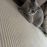 amber_eyes, animal, cat, closeup, couch, curious, cute, domestic_animal, feline, fur, gray_cat, head_tilt, indoor, mammal, pet, portrait, relaxed, resting, texture, whiskers