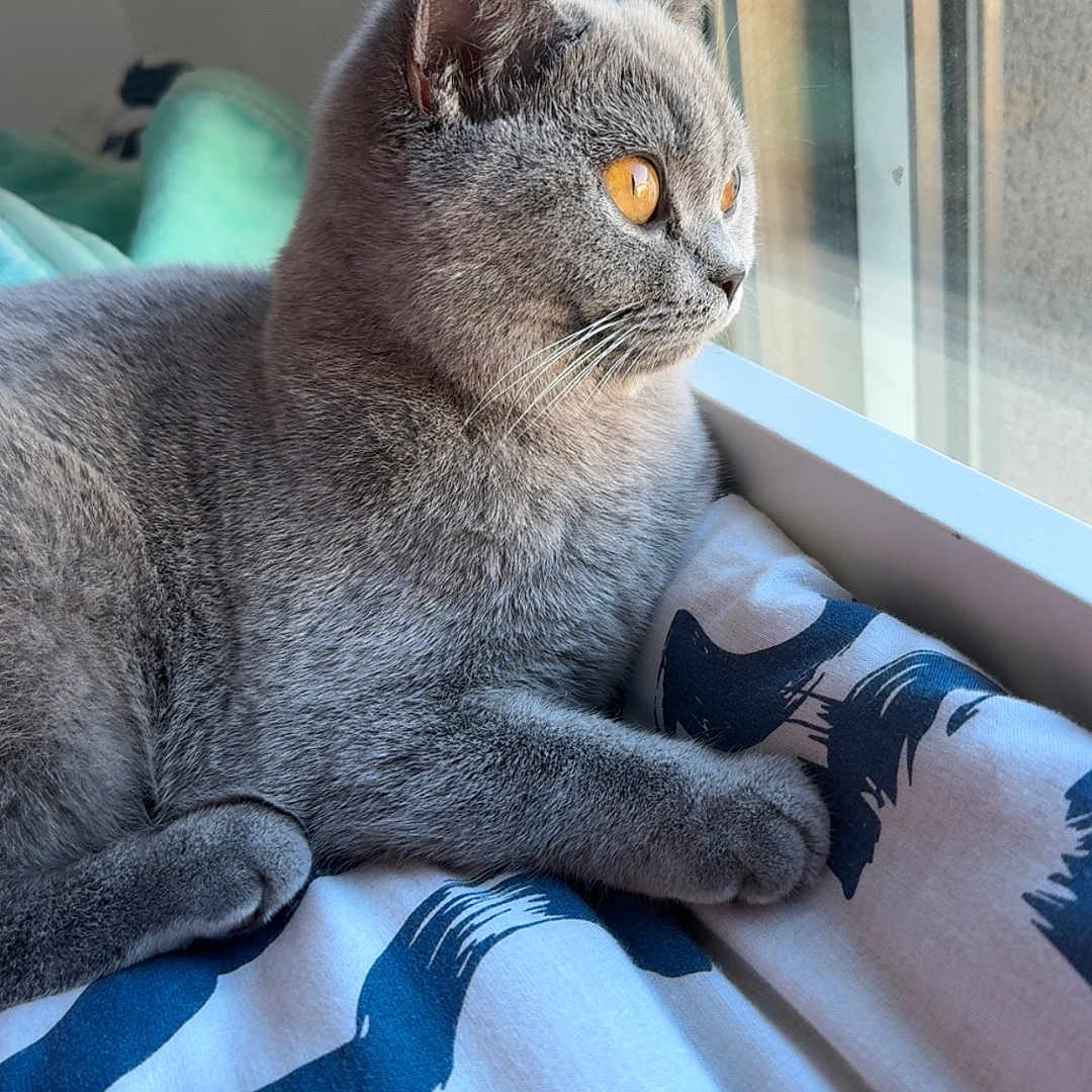 Nala participe au concours pour gagner de l'argent avec cette photo : amber_eyes, animal, blanket, cat, cozy, curious, domestic_cat, feline, gray_cat, home, indoor, peaceful, pet, quiet, relaxed, resting, side_view, soft_fur, sunlight, window