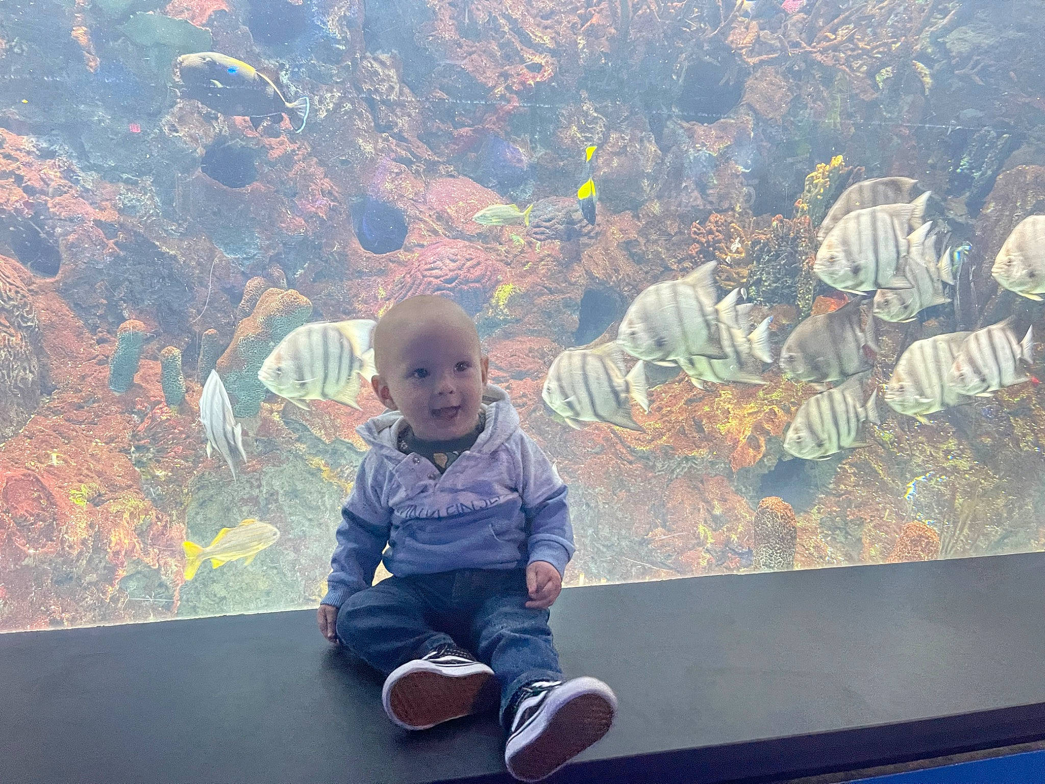 Everest joined the competition — help win amazing prizes! child, electric_blue, fun, grass, happy, landscape, leaf, leisure, mountainous_landforms, person, plant, recreation, sitting, sky, tints_and_shades, toddler, travel, tree, visual_arts, wall