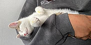 Snow a rejoint le concours — aidez-le/la à gagner de superbes lots ! kitten, sleeping, paw, person, sweatshirt, hand, cozy, rest, closeup, fur, pink_nose, whiskers, relaxation, indoor, cute, animal, pet, soft, comfort, nap