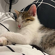 Snow a rejoint le concours — aidez-le/la à gagner de superbes lots ! kitten, sleeping, bed, blanket, striped, white, black, pink_nose, fur, ears, paw, domestic_cat, indoor, resting, cute, pet, cozy, fan, furniture, relaxation