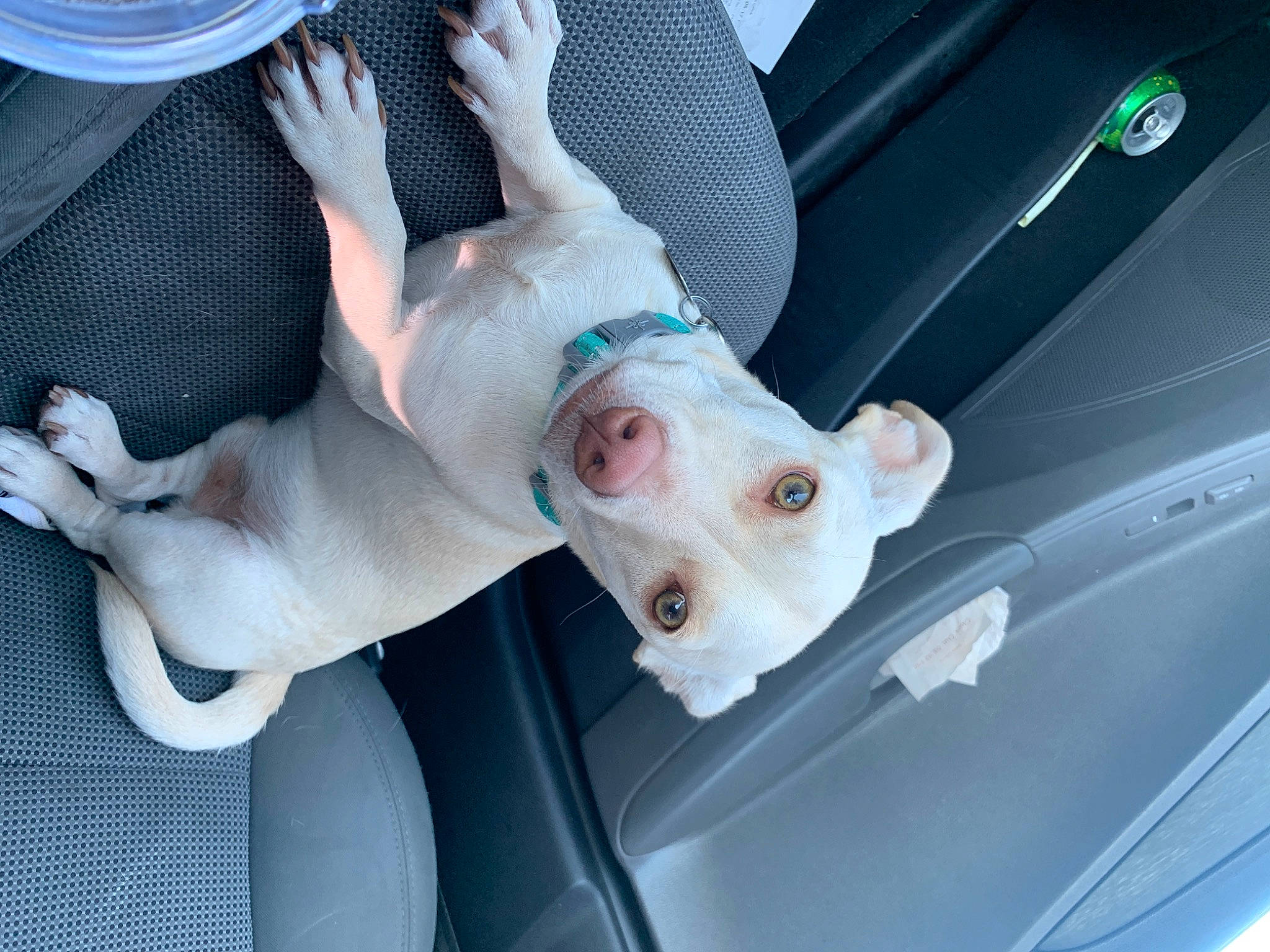 Dexter is registered to the contest to win money with this photo: canidae, car_seat, carnivore, companion_dog, dog, dog_breed, dogo_argentino, domestic_pig, fawn, livestock, non_sporting_group, paw, snout, sporting_group, suidae, terrier, working_dog
