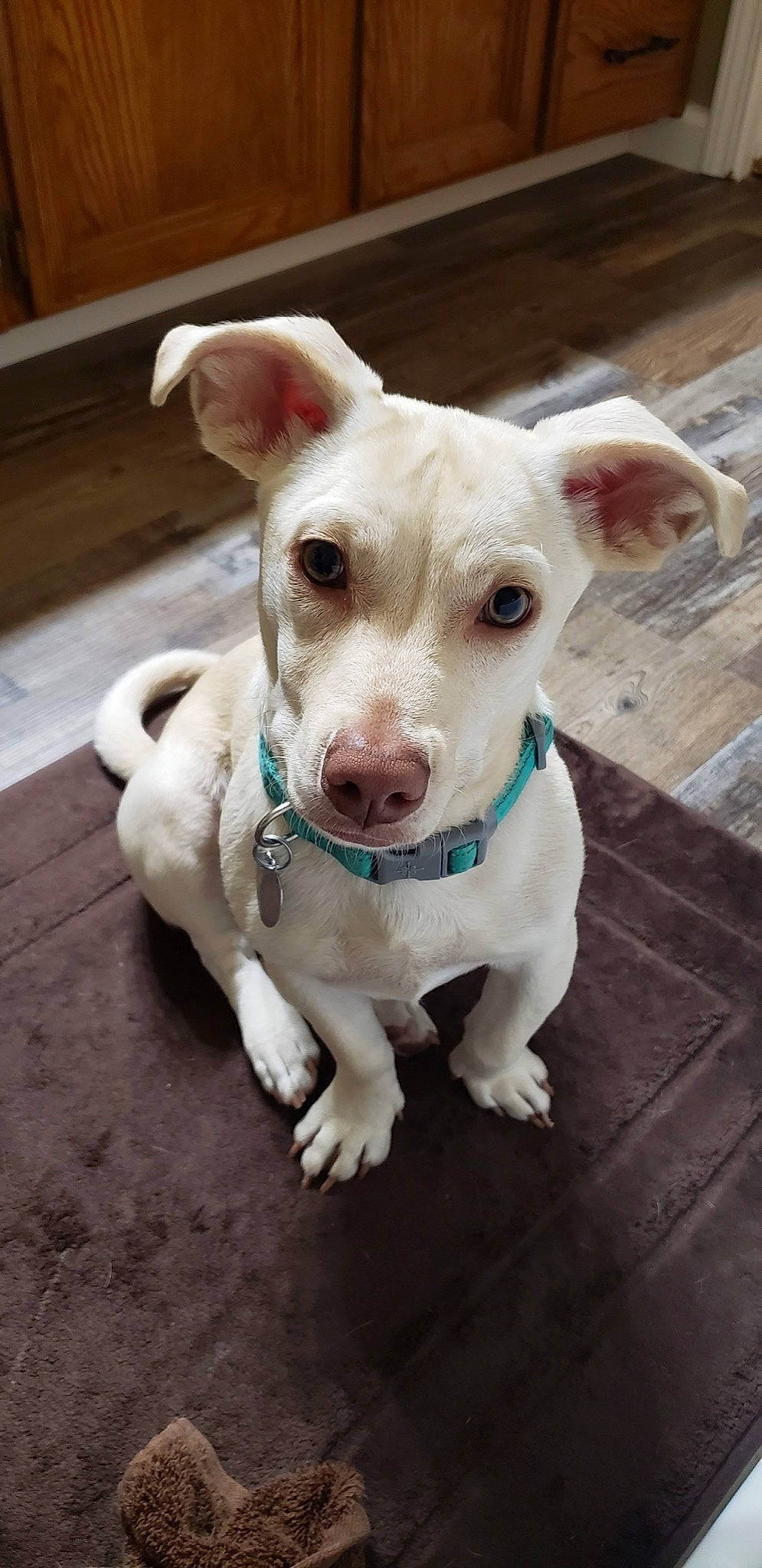 Dexter is registered to the contest to win money with this photo: canidae, carnivore, collar, companion_dog, dog, dog_breed, dog_collar, dog_supply, fawn, floor, liver, non_sporting_group, pet_supply, snout, sporting_group, tail, whiskers, working_animal, working_dog