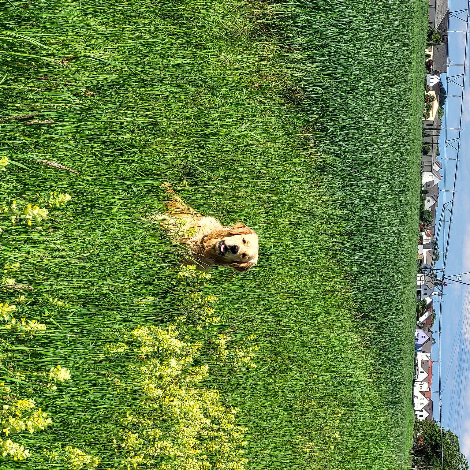 Usoa participe au concours pour gagner de l'argent avec cette photo : biome, cloud, dog, ecoregion, flower, grass, grassland, groundcover, hedge, land_lot, landscape, leaf, meadow, natural_environment, natural_landscape, people_in_nature, plant, sky, tree, vegetation