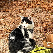 Soha participe au concours pour gagner de l'argent avec cette photo : animal, black_and_white, cardboard_box, cat, collar, curious, daylight, ears, egg_carton, eye, fur, ground, nature, outdoor, pet, pine_needles, sitting, tail, texture, whiskers