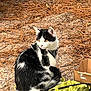animal, black_and_white, cardboard_box, cat, collar, curious, daylight, ears, egg_carton, eye, fur, ground, nature, outdoor, pet, pine_needles, sitting, tail, texture, whiskers