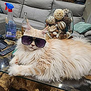 Saphir a rejoint le concours — aidez-le/la à gagner de superbes lots ! animal, bottle, cat, cozy, cream_color, cute, decorative_bowl, fluffy, furniture, glass_table, household, indoor, laid_back, living_room, natural_elements, pet, relaxed, remote_control, sofa, sunglasses