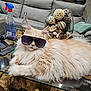 animal, bottle, cat, cozy, cream_color, cute, decorative_bowl, fluffy, furniture, glass_table, household, indoor, laid_back, living_room, natural_elements, pet, relaxed, remote_control, sofa, sunglasses