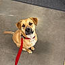 dog, tan_dog, red_leash, indoor, concrete_floor, mat, pet, animal, sitting, looking_up, waiting, collar, leash, cute, friendly, canine, companion, domestic_animal, floor, wall