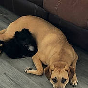 Temperance joined the competition — help win amazing prizes! dog, tan_dog, black_dog, floor, wooden_floor, couch, brown_couch, pet_toys, toy_bone, resting, indoor, animal, companion, cute, furry, laying_down, domestic_animal, relaxed, close_together, friendship