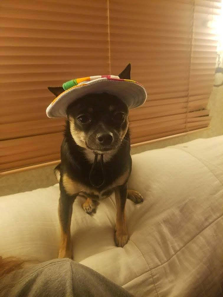 Bijou joined the competition — help win amazing prizes! carnivore, chair, comfort, companion_dog, couch, dog, dog_breed, eye, fawn, flooring, hat, head, liver, personal_protective_equipment, snout, tail, toy_dog, whiskers, wood, working_animal