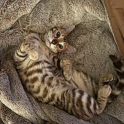 Rhue joined the competition — help win amazing prizes! cat, feline, pet, animal, spotted, striped, fur, whiskers, ears, paws, tail, blanket, soft, cozy, relaxed, indoor, cute, resting, lying_down, curious