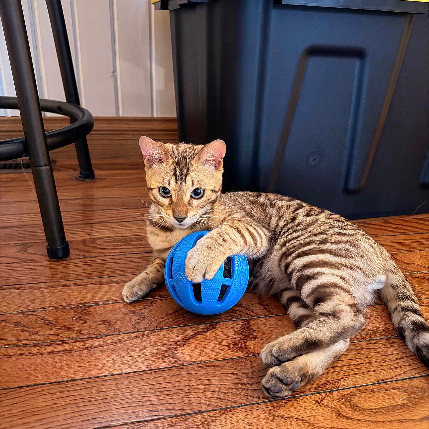 Rhue joined the competition — help win amazing prizes! animal, black, blue_ball, cat, domestic_animal, feline, flooring, fur, indoor, kitten, paw, pet, playful, relaxed, storage_bin, striped, toy, wooden_floor, yellow, young_cat