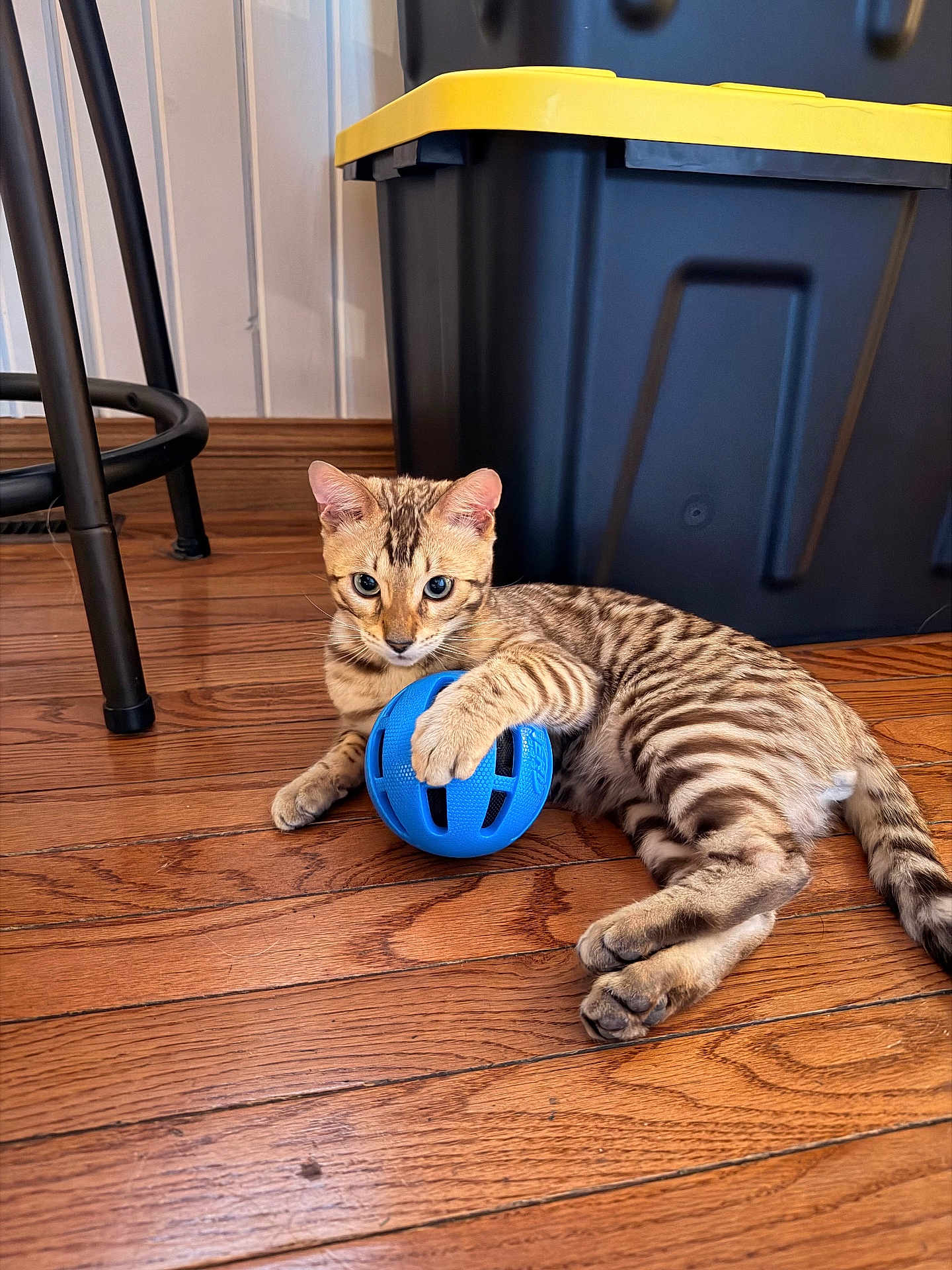 Rhue joined the competition — help win amazing prizes! kitten, cat, toy, blue_ball, wooden_floor, striped, paw, indoor, storage_bin, black, yellow, playful, pet, feline, relaxed, young_cat, flooring, domestic_animal, animal, fur