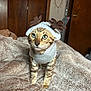 Rhue is registered to the contest to win money with this photo: cat, kitten, pet, animal, feline, sweater, hat, antlers, bed, blanket, indoor, cute, curious, fur, striped, cozy, warm, whiskers, green_eyes, playful